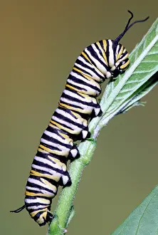 Danaidae: Monarch Butterfly caterpillar