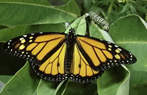 Nymphalid: Monarch Butterfly and Caterpillar