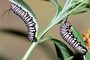 Danaidae: Monarch Butterfly caterpillars
