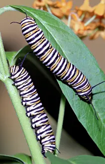Danaidae: Monarch Butterfly caterpillars