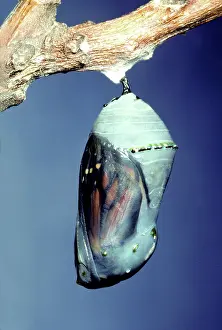Changing: Monarch Butterfly chrysalis