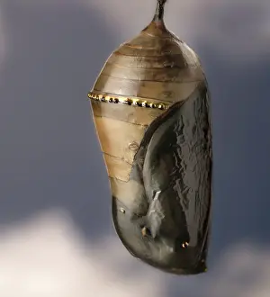 Plexippus: Monarch butterfly chrysalis