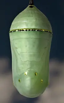 Pupae: Monarch butterfly chrysalis front view