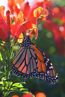 Clings: Monarch Butterfly - clings to a red-flowered plant