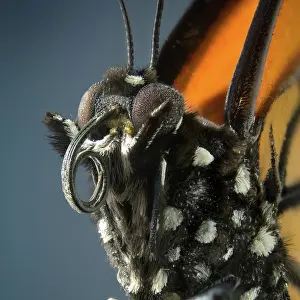 Plexippus: Monarch butterfly close up