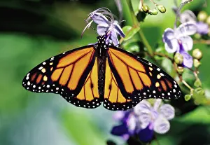Danaidae: Monarch Butterfly (Danaus plexippus)