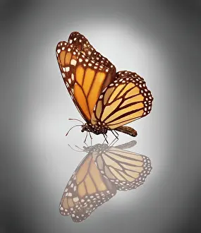 Monarch: Monarch butterfly (Danaus plexippus)