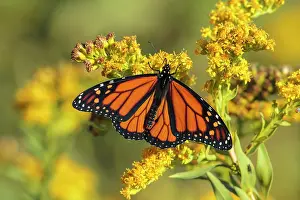 Goldenrod: Monarch Butterfly Danaus plexippus Feeding on goldenro
