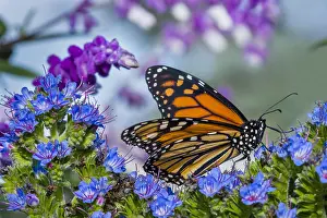 Plexippus: Monarch butterfly (Danaus plexippus) on garden flower
