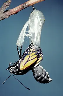 Changing: Monarch Butterfly emerging from chrysalis
