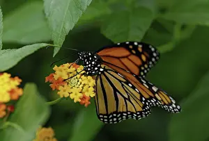 Lantana: Monarch butterfly feeding