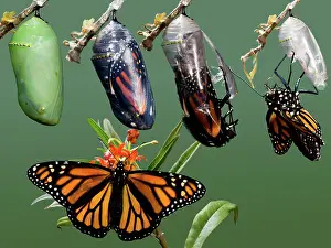 Composite: Monarch Butterfly growth sequence
