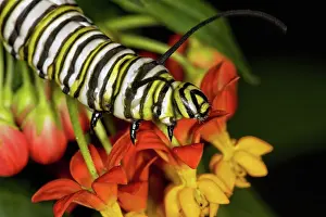 Monarch: Monarch butterfly larva