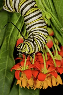 Monarch: Monarch butterfly larva