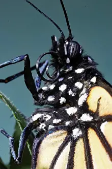 Monarch: Monarch butterfly male butterfly head portrait with