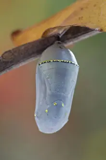 Monarch: Monarch Butterfly Pupa