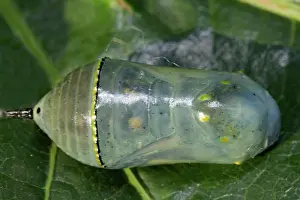 Monarch: Monarch butterfly pupa lying on green leaf