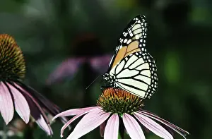 Monarchs: Monarch Butterfly on a Purple Cone Flower