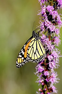 Danaidae: Monarch Butterfly sipping nectar