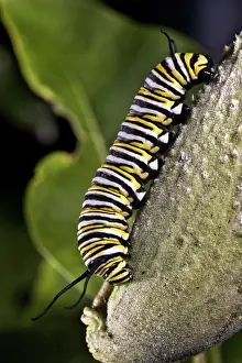 Nymphalid: Monarch Caterpillar