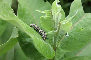 Plexippus: Monarch caterpillar