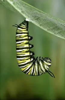 Nymphalid: Monarch Caterpillar beginning to pupate