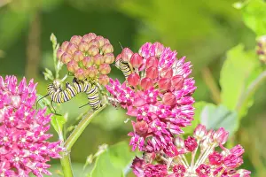 Monarch: Monarch caterpillar on purple milkweed