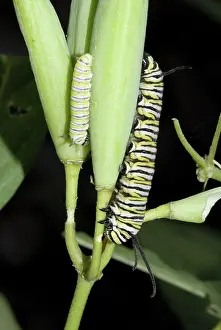 Larvae: Monarch Caterpillars