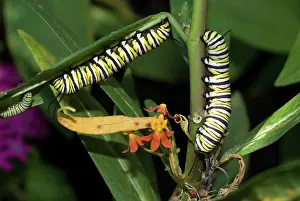 Larvae: Monarch caterpillars on milkweed