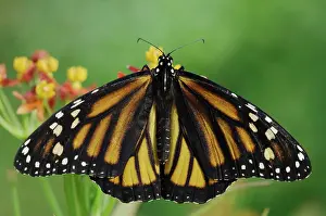 Plexippus: Monarch (Danaus plexippus), adult feeding on Mexican