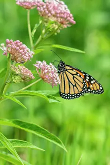 Monarch: Monarch (Danaus plexippus) on Swamp Milkweed (Asclepias