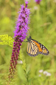 Nectaring: Monarch on prairie blazing star, Rock Cave Nature Preserve