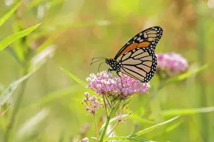 Monarch: Monarch on swamp milkweed