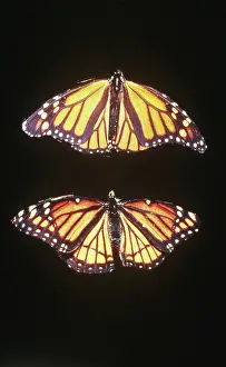 Nymphalid: Monarch and Viceroy