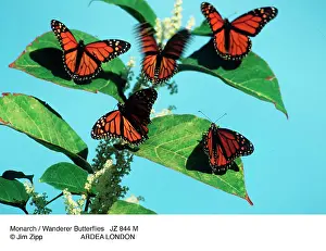 Wanderer: Monarch / Wanderer Butterflies