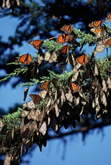 Wanderer: Monarch / Wanderer / Milkweed Butterfly - wintering