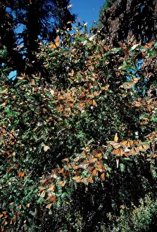 Wanderer: Monarch / Wanderer / Milkweed Butterfly - wintering