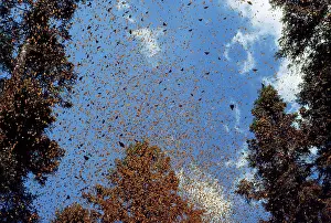 Wanderer: Monarch / Wanderer / Milkweed Butterfly - wintering