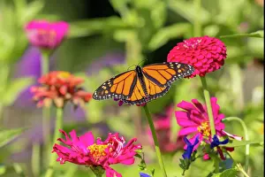Monarch: Monarch on zinnia