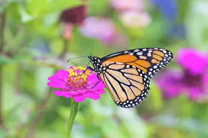 Nectaring: Monarch on zinnia, Marion County, Illinois