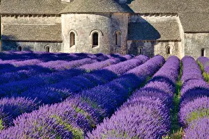 Lavender: Monastery, Cistercian Abbey Abbaye Notre-Dame de
