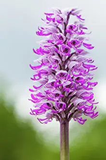 Orchis: Monckey Orchid