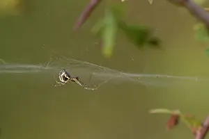 Triangularis: Money Spider