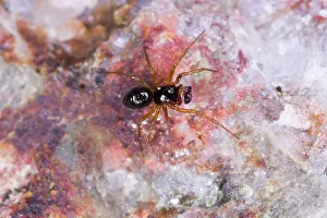 Ailsa Hopkin: Money spider - male with large palps