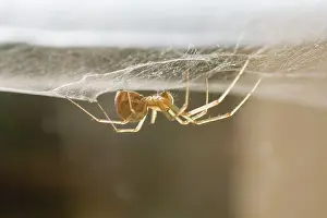 Triangularis: Money Spider - on web on pane of glass