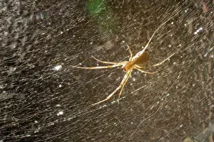 Triangularis: Money Spider - on web on pane of glass
