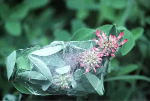Cobwebs: MONEY SPIDERS IN WEB