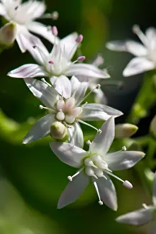 050419: Money tree, jade tree, lucky tree, Crassula ovata, white flo