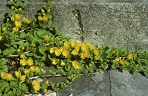 Flowered: Moneywort (Lysimachia nummularia)