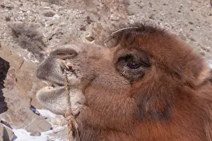 Camels: MONGOL AND CAMEL
